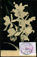 Cattleya 'Lucien De Metter', Vilvoorde - Gedenkdokumente