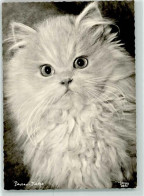 39419411 - Perser Katze - Chats