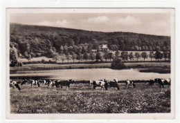 39080721 - Reitling I. Elm. Partie Mit Kuehen Wald U. Pensionshaus Reitling Im Hintergrund Gelaufen, 1942 Kleiner Knick - Braunschweig