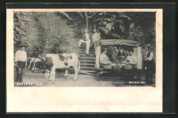 AK Madeira, Bullock Car, Ochsengespann  - Kühe
