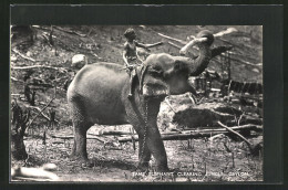 AK Ceylon, Tame Elephant Clearing Jungle  - Elefanti