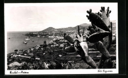 AK Funchal /Madeira, Ortsansicht Mit Kakteen Und Blick Aufs Meer  - Madeira
