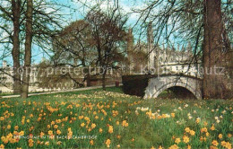 72805707 Cambridge Cambridgeshire Springtime In The Backs Cambridge - Andere & Zonder Classificatie