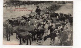 Types Méridionaux - Troupeau De Chèvres Et Le Chevrier   (L166) - Crías