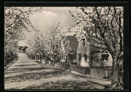 AK Helbra /Kr. Eisleben, Strassenpartie Mit Siedlung Im Frühling  - Lutherstadt Eisleben