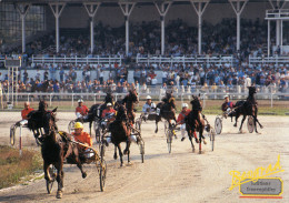 HORSE RACE,BELGRADE,SERBIA - Reitsport