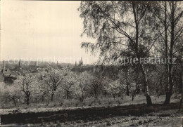 72473965 Werder Havel Panorama Baumbluete Werder - Andere & Zonder Classificatie