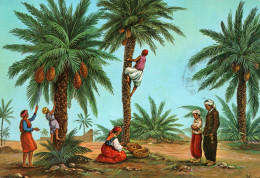 Ethnologie, Afrique - Scènes Et Types D'Algérie, Collection Artistique - Cueillette Des Dattes - Illustration 1977 - África