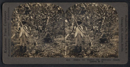 Stereo-Fotografie Keystone View Co., London, Jamakanischer Kakaobauer Beim Pflücken Der Früchte  - Berufe