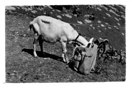 CP - CHÈVRE FOUILLANT UN SAC A DOS - Humour