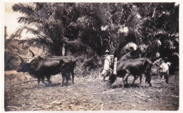 Photo Originale - Militaria -1933/34 -croisiere Croiseur JEANNE D'ARC - Madagascar - Anivorano - Buffles Au Travail - Krieg, Militär