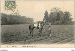 CHANTILLY CHEVAL DE COURSES  HYPPISME - Chantilly