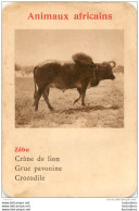 ZEBU ANIMAUX AFRICAINS   CARTE FORMAT 11 X 7.50 CM DOS VIERGE - Unclassified