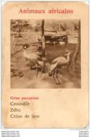 GRUE PAVONINE  ANIMAUX AFRICAINS   CARTE FORMAT 11 X 7.50 CM DOS VIERGE - Non Classés