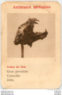 CRANE DE LION  ANIMAUX AFRICAINS   CARTE FORMAT 11 X 7.50 CM DOS VIERGE - Non Classés