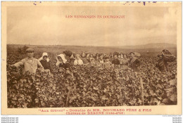 LES VENDANGES EN BOURGOGNE AUX GREVES DOMAINE DE MM BOUCHARD PERE ET FILS  CHATEAU DE BEAUNE - Viñedos