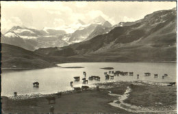 10564298 Col De Torrent Col De Torrent Zozanne X 1934 Col De Torrent - Autres & Non Classés