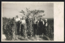 Foto-AK Bauern Bei Der Weinlese  - Vignes