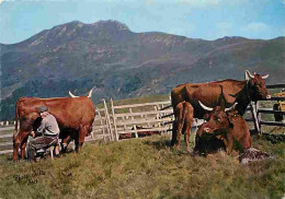 Animaux - Vaches - Traite En Montagne - Paysans - CPM - Voir Scans Recto-Verso - Mucche