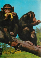 Animaux - Singes - Chimpanzés - CPM - Voir Scans Recto-Verso - Monkeys