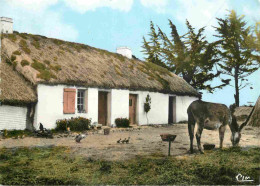 Animaux - Anes - Vendée - Au Pays Maraichin - Donkeys - Burros - Esel - Asini - Mention Photographie Véritable - Carte D - Burros