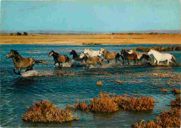 Animaux - Chevaux - Camargue - Manade De Chevaux Sauvages à Travers Les Marais - Carte Neuve - Voir Scans Recto Verso  - Pferde