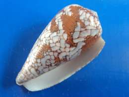 Conus Melbae Madagascar (Salary) 55,7mm F+++/GEM N5 - Schelpen