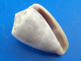 Conus Coronatus Philippines (Siargao) 25,9mm F+++ N5 - Seashells & Snail-shells
