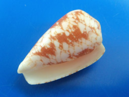 Conus Corbieri Madagascar 47mm F+++  Dessin Original N4 - Muscheln & Schnecken