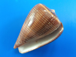 Conus Figulinus Philippines 43,8mm N3 - Coquillages