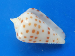Conus Eburneus CRASSUS Nlle Calédonie 20,6mm GEM  RARE N1 - Seashells & Snail-shells