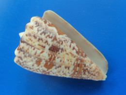 Conus Regius Citrinus   Trouvé Vivant Martinique (Le Prêcheur) 53,4mm N405 - Muscheln & Schnecken