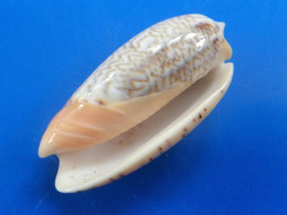 Oliva Reticulata AZONA Philippines 46mm GEM N1 - Conchiglie