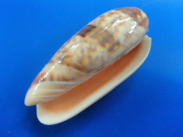 Oliva Miniacea SYLVIA Philippines 67,5mm F+++ N1 - Seashells & Snail-shells