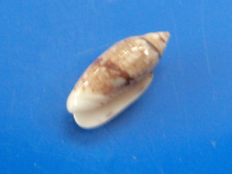 Oliva Polita Marquises (Nuku Hiva) 15,4mm GEM N1 - Muscheln & Schnecken