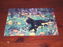 76659-     CA. 11,5 X 15,5 CM. DOUBLE CARD - BEREN / BEARS / BÄREN / OURS / ORSI / TEDDYBEARS - Osos