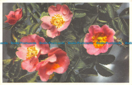 R125399 Dog Rose Wild Briar. Valentine. Flowers - World