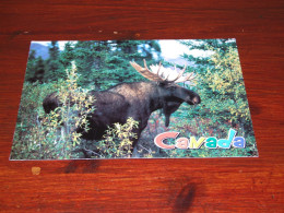 76665-     CA. 11,5 X 17CM. CARD - CANADA - MOOSE - DIEREN / ANIMALS / TIERE / ANIMAUX / ANIMALES - Other & Unclassified