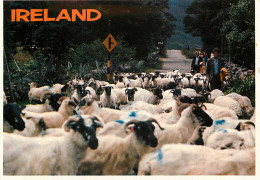 Irlande - Troupeau De Moutons Sur La Route - Carte Neuve - Ireland - CPM - Voir Scans Recto-Verso - Andere