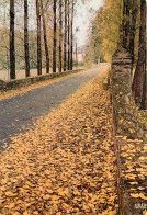 19 - Corrèze - Automne En Limousin - La Feuille Quitte L'arbre, Eclatante Et Tournoie, Dans Les Forêts à Feu  - Carte Ne - Sonstige & Ohne Zuordnung