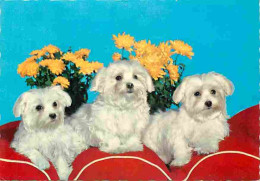 Animaux - Chiens - Bichon Maltais - Carte Neuve - CPM - Voir Scans Recto-Verso - Cani