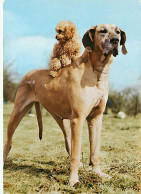 Chiens - CPM - Voir Scans Recto-Verso - Cani