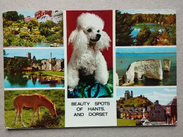 KOV 539-2 - BOURNEMOUTH, HORSE, CHEVAL, DOG, CHIEN - Bournemouth (from 1972)