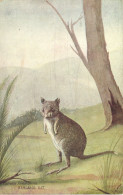 PC AUSTRALIA KANGAROO RAT, Vintage Postcard (b53753) - Otros & Sin Clasificación