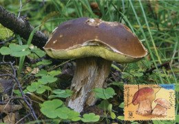 LIBYA 1985 Mushrooms "Boletus Edulis" (maximum-card) #10 - Mushrooms