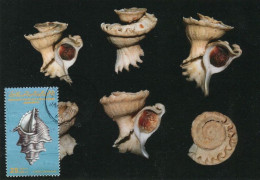 LIBYA 1985 Shells "Corallophilidae" (maximum-card) #4 - Coquillages