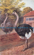 R126437 Ostriches At The Zoological Gardens. London. Salmon. 1925 - Sonstige & Ohne Zuordnung