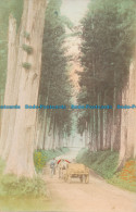 R126464 Old Postcard. Large Tree Alley - World