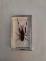 INSECTE  INCLUSION  RESINE LE GRILLON ASIATIQUE INDOCHINE - Other & Unclassified