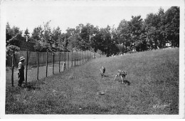 CHATEAUNEUF LA FORET - Sanatorium De BELLEGARDE LES FLEURS - Le Parc Et Les Biches - Très Bon état - Chateauneuf La Foret